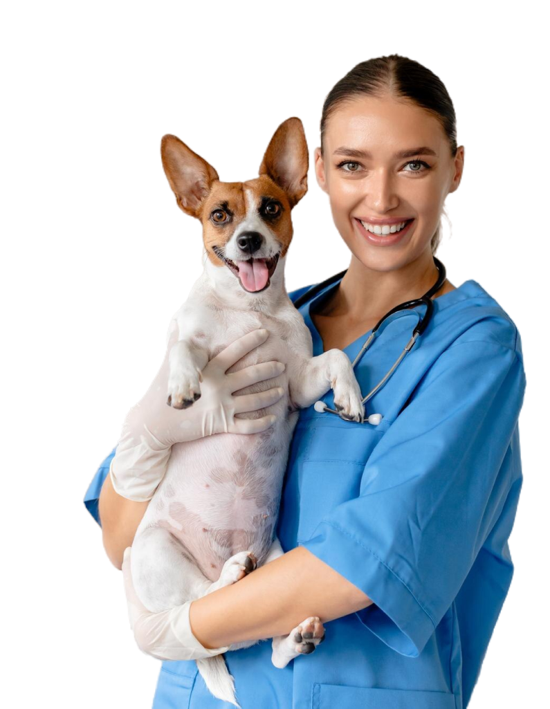 cheerful-vet-holding-smiling-jack-russell 1